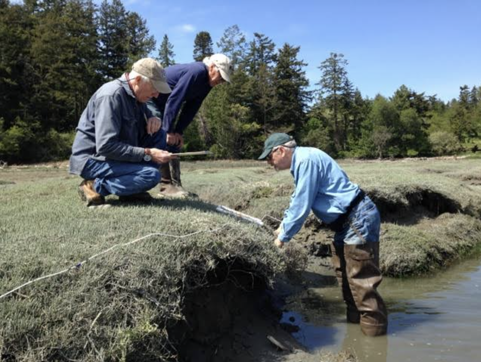 Washington Sea Grant Crab Team volunteers (L-R) Jack Bell, Bruce Robinson, and Craig Staude assess shoreline vegetation on San Juan Island, Westcott Bay marsh, as part of monthly monitoring. Photo by WSG Crab Team Program Coordinator, Emily Grason, 2016. Photo courtesy of Washington Sea Grant.