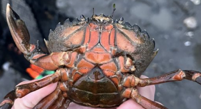 First detection of highly invasive European green crab in Skagit Bay