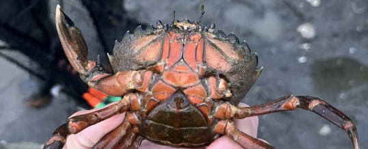 First detection of highly invasive European green crab in Skagit Bay