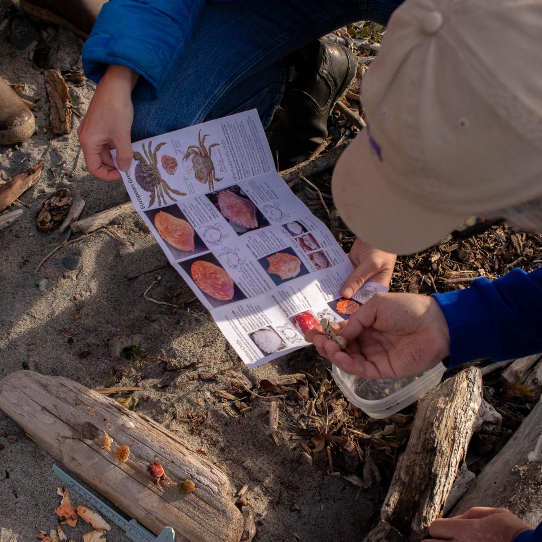 Molt search on the beach. Volunteer holds up crab ID guide with molts on the ground