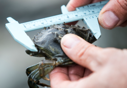 European Green Crab being measured