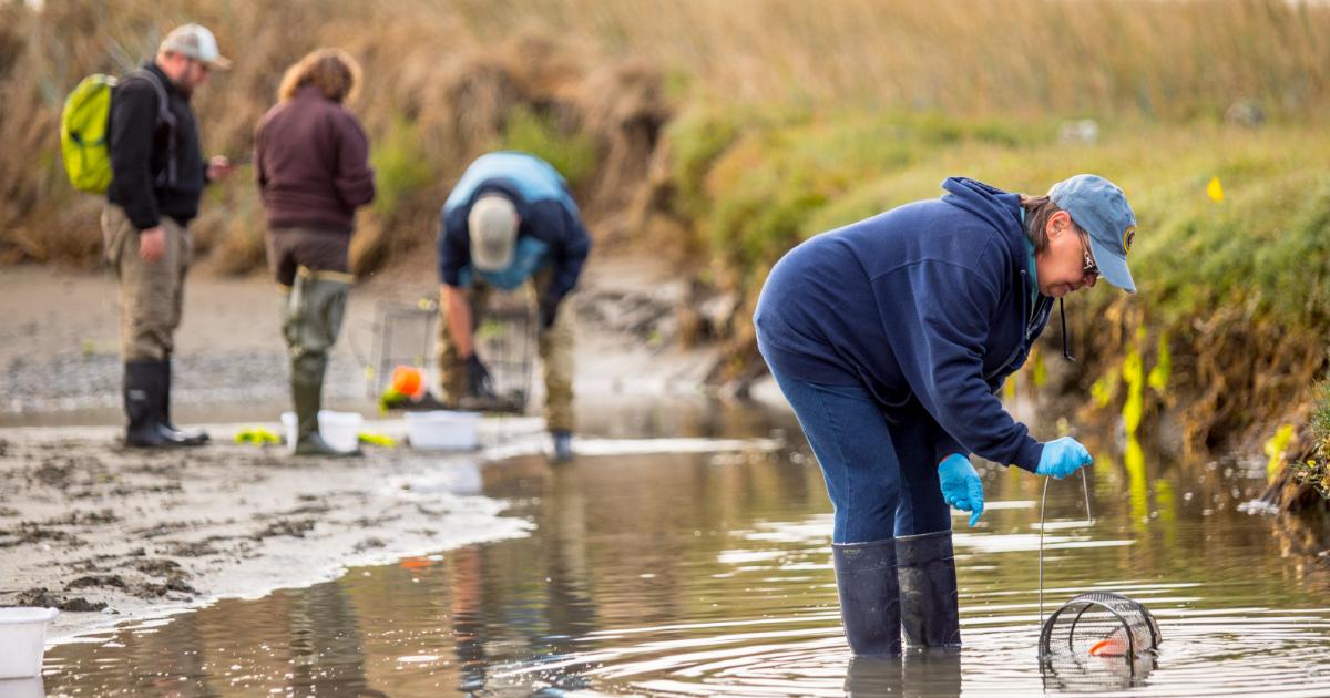 Several trappers wearing boots wading in water with their traps