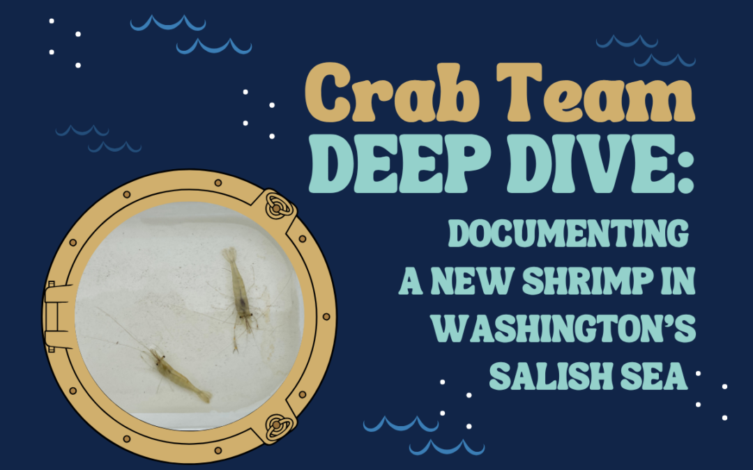 Identifying a New Shrimp in Washington’s Salish Sea