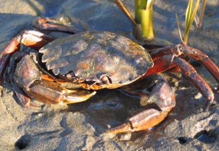 GreenCrabinWA Green Crab in WA