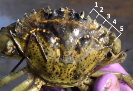 European Green Crab closeup with 5 marginal teeth being highlighted