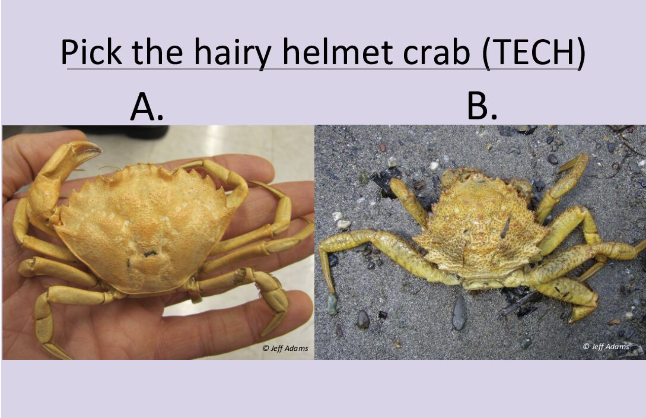 Hairy helmet crab flashcard cover