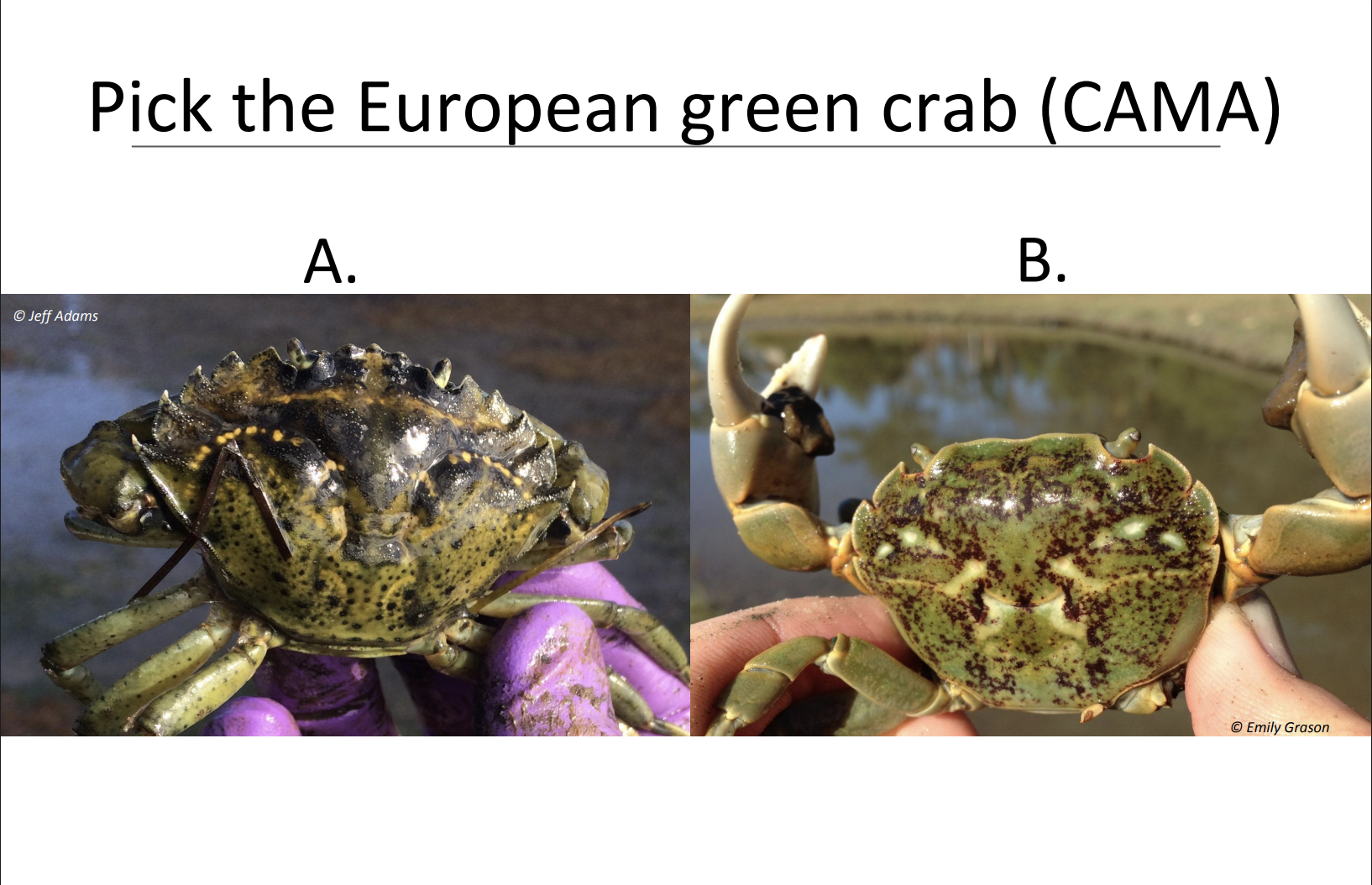 European Green Crab flashcard cover