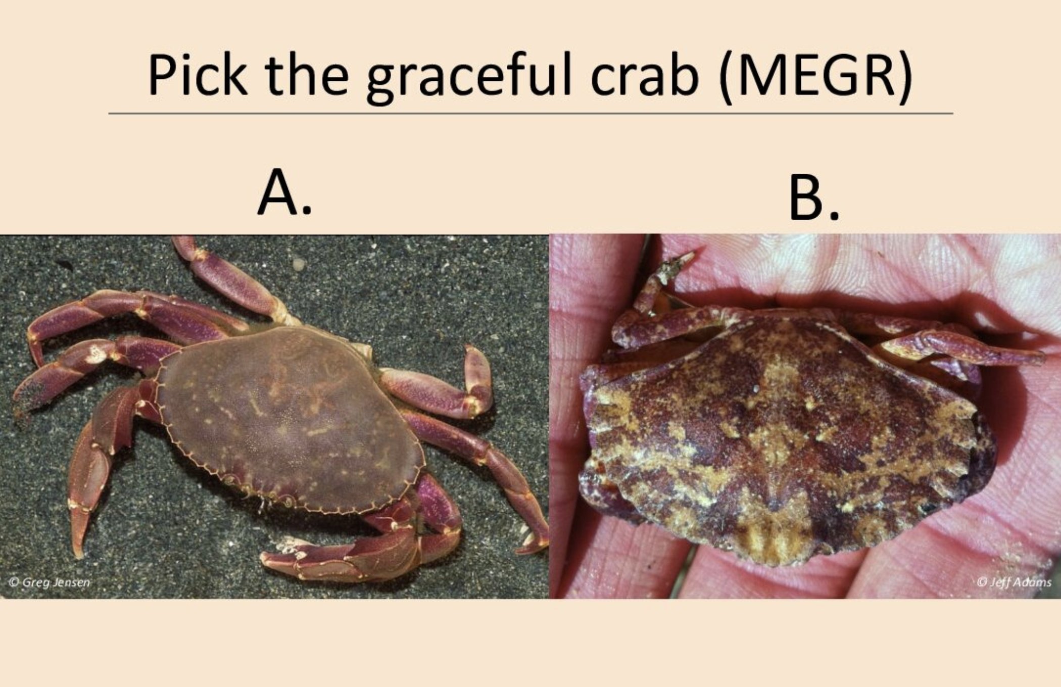 Graceful crab flash card cover