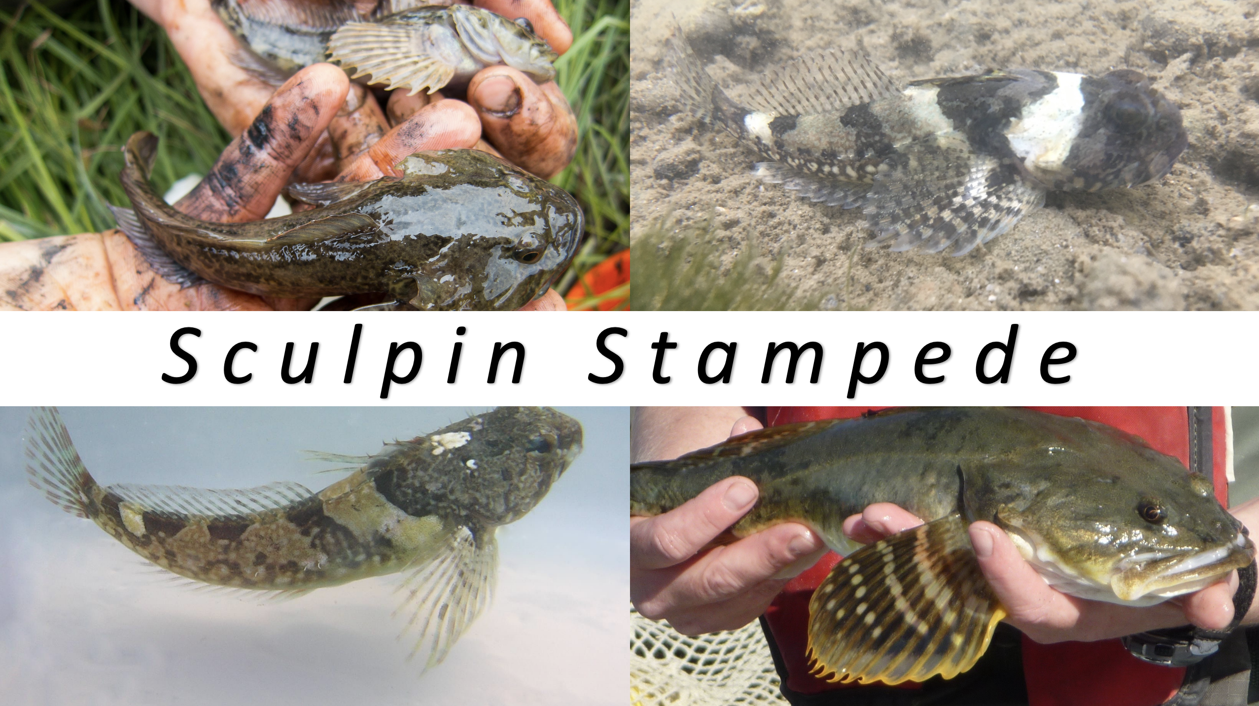 SculpinIDSlides cover