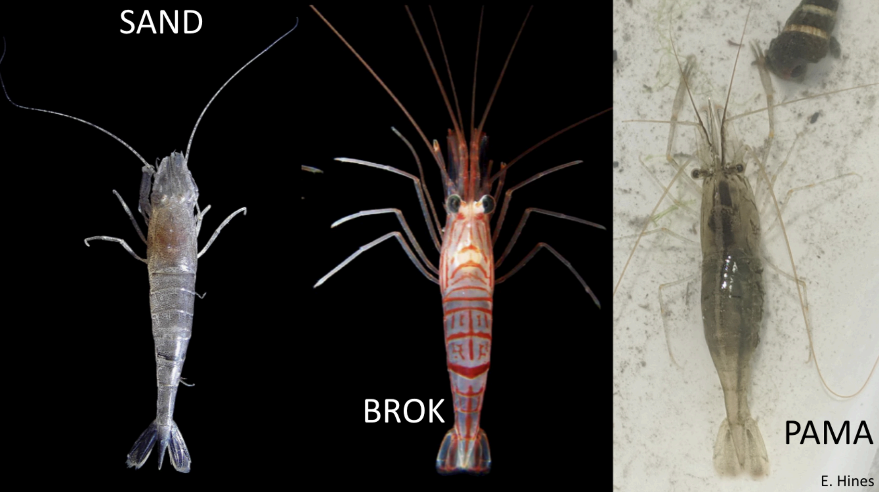 Shrimp Comparison cover