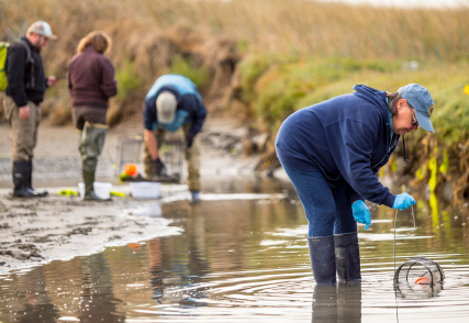 Several trappers in the water with their traps