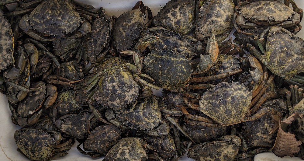 Green Crab Hydra Effect