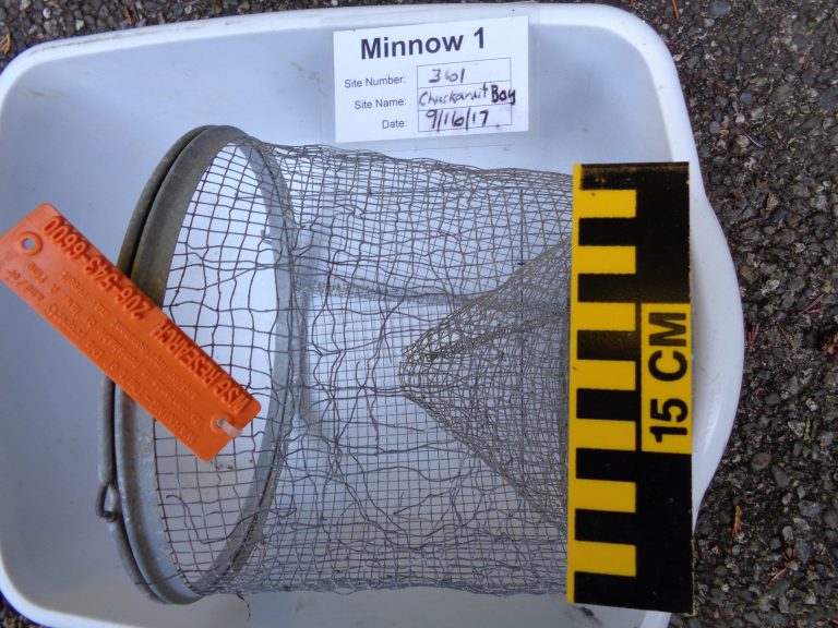 361.17.9.DamagedMinnow1.trap-1-768x576