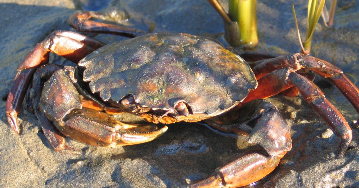 Green crab in WA