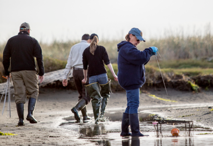 Trappers wearing boots, wading in the water holding their traps