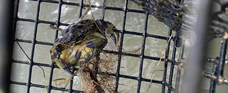 Green Crab Reproduction