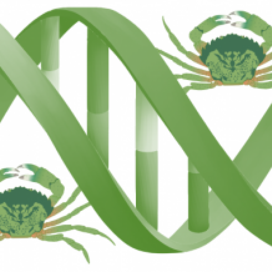 Illustrated green crabs surrounding DNA strand