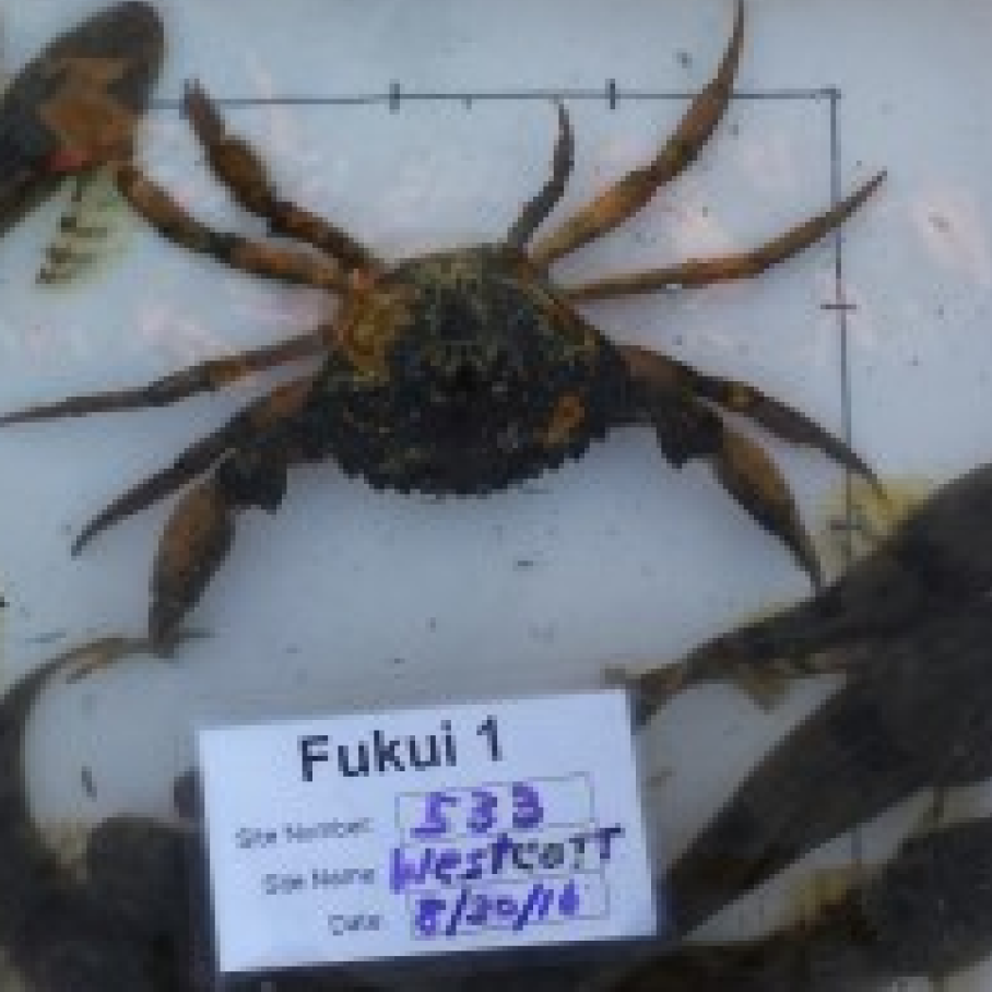 European Green Crab in a bin