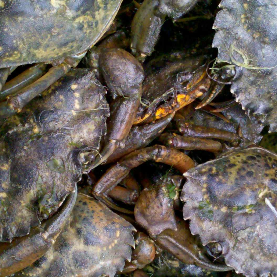 A swarm of European Green Crabs
