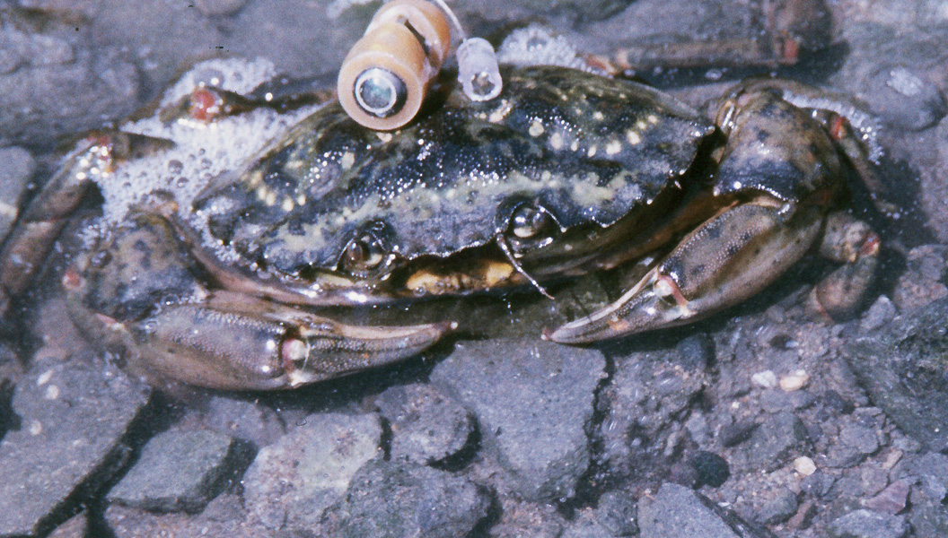 Green Crab Migration
