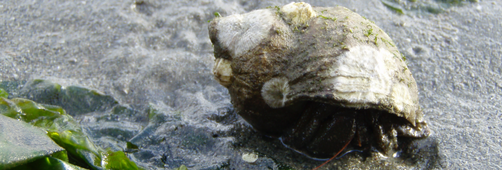Hermit Crabs