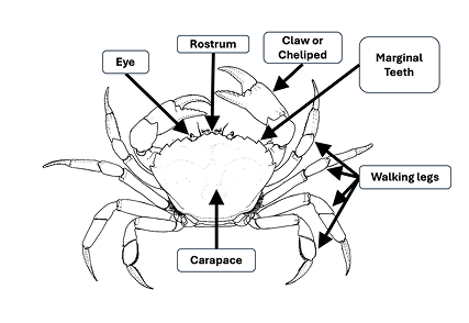 European Green Crab diagram labeling identifying physical features such as the rostrum and marginal teeth