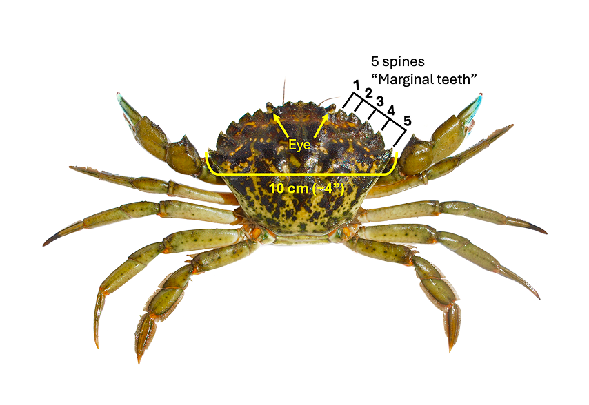 Identifying EuroGreenCrab_Updated European Green Crab diagram labeling identifying physical features such as the rostrum and marginal teeth