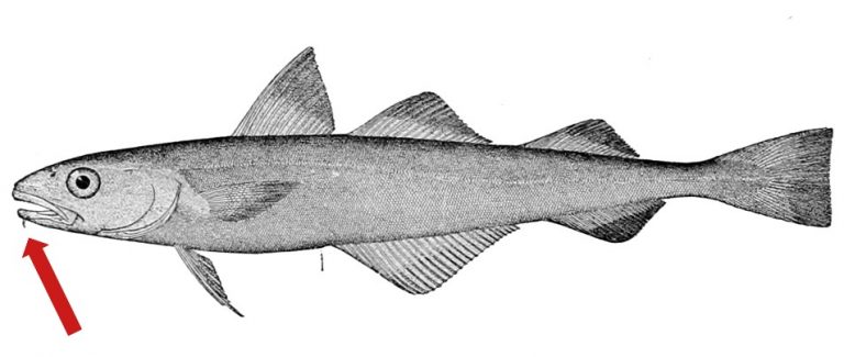 Microgadus_proximus_barbel-768x325