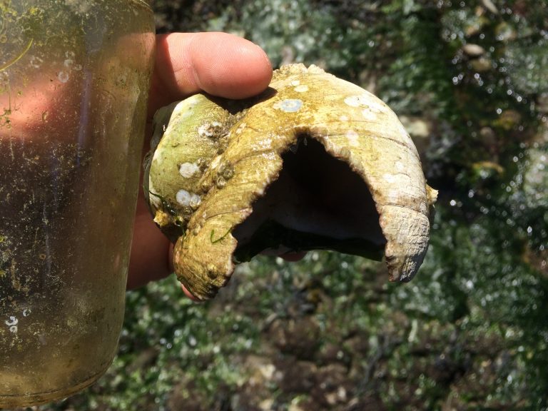 Moon-snail-likely-crab-damage-Jeff-Adams-768x576
