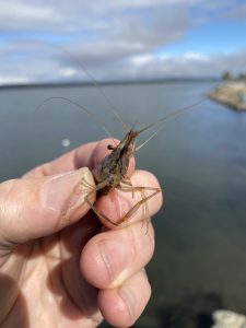 A close photo of Palaemon macrodactylus featuring their namesake giant chelipeds.