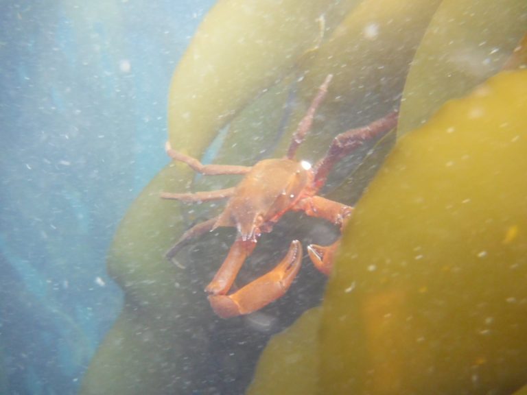 Spider Crabs