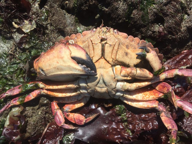 Red-rock-crab-regrowing-claw2-Jeff-Adams-768x576