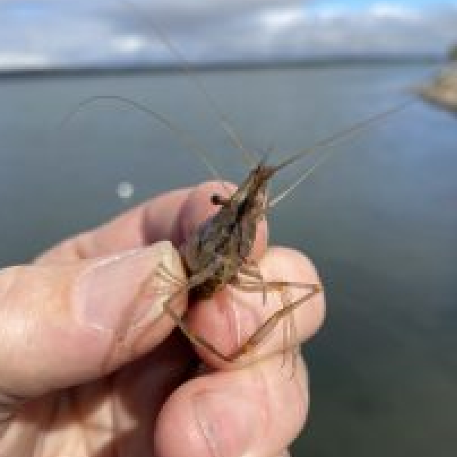 A close photo of Palaemon macrodactylus featuring their namesake giant chelipeds. Photo credit: Sean McDonald</p>
<p>