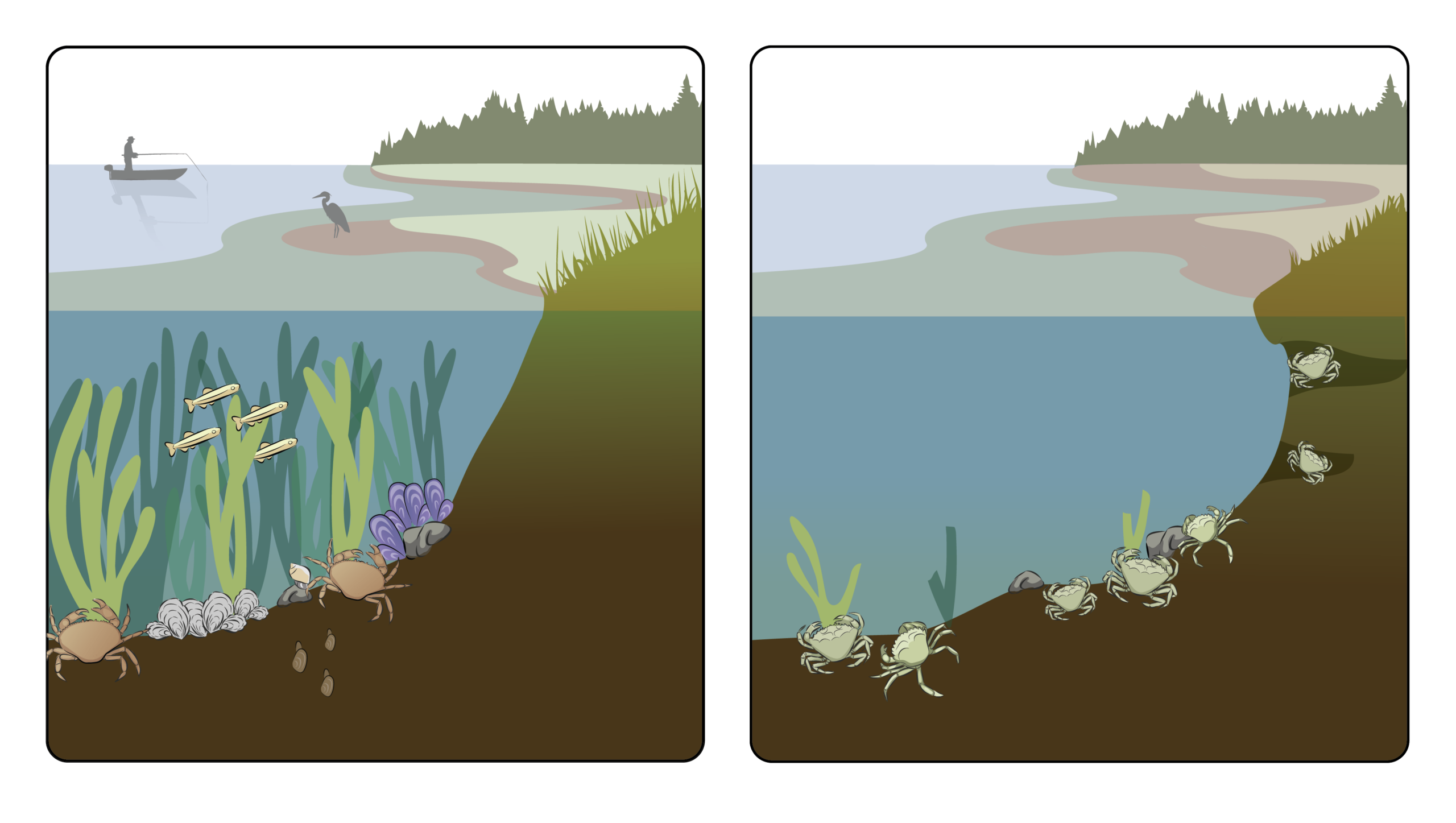 2025 European Green Crab & Pocket Estuary Monitoring page one