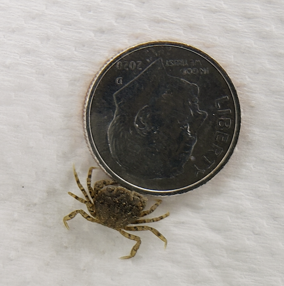 Tiny European green crab positioned next to a dime