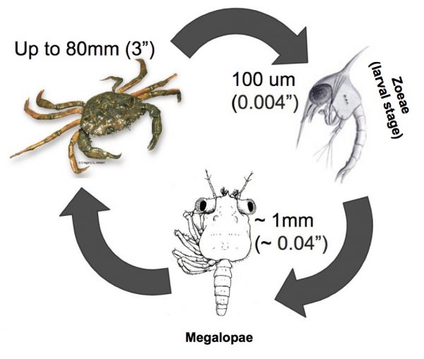 Life stages of European green crab. With adapted images from Greg Jensen (adult), Rice and Ingle (megalopa), and Haeckel (zoea).