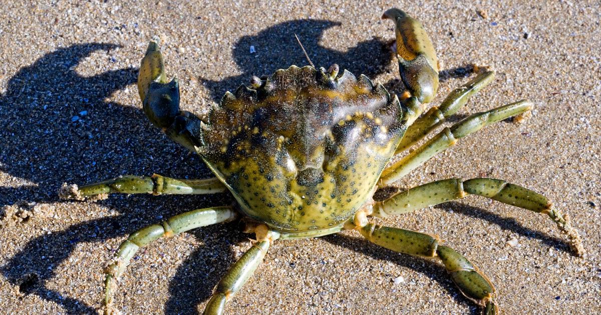 European green crab showcasing the 5 marginal teeth and rostrum pronged nose