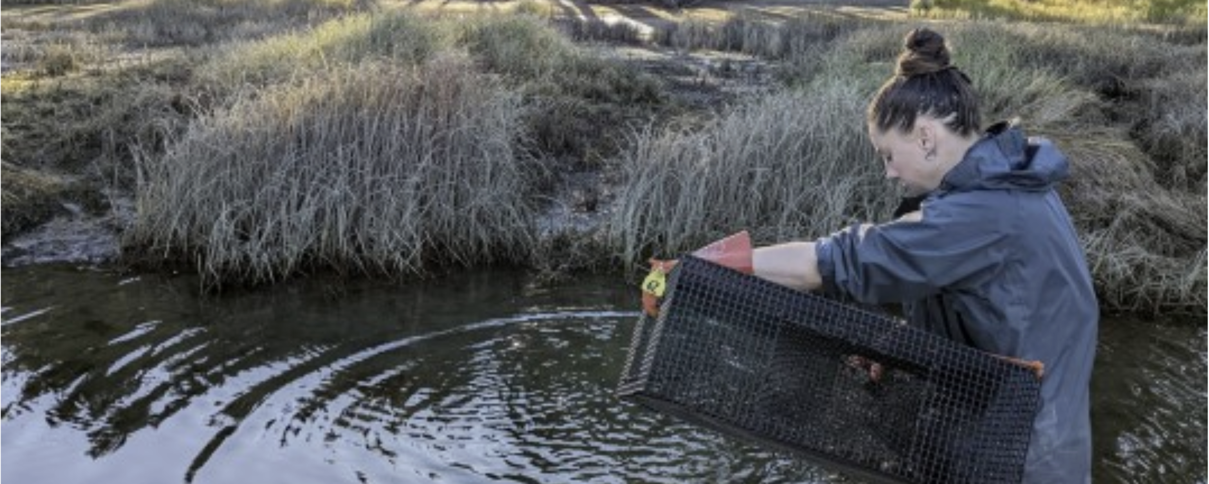 Woman is in the water holding a trap