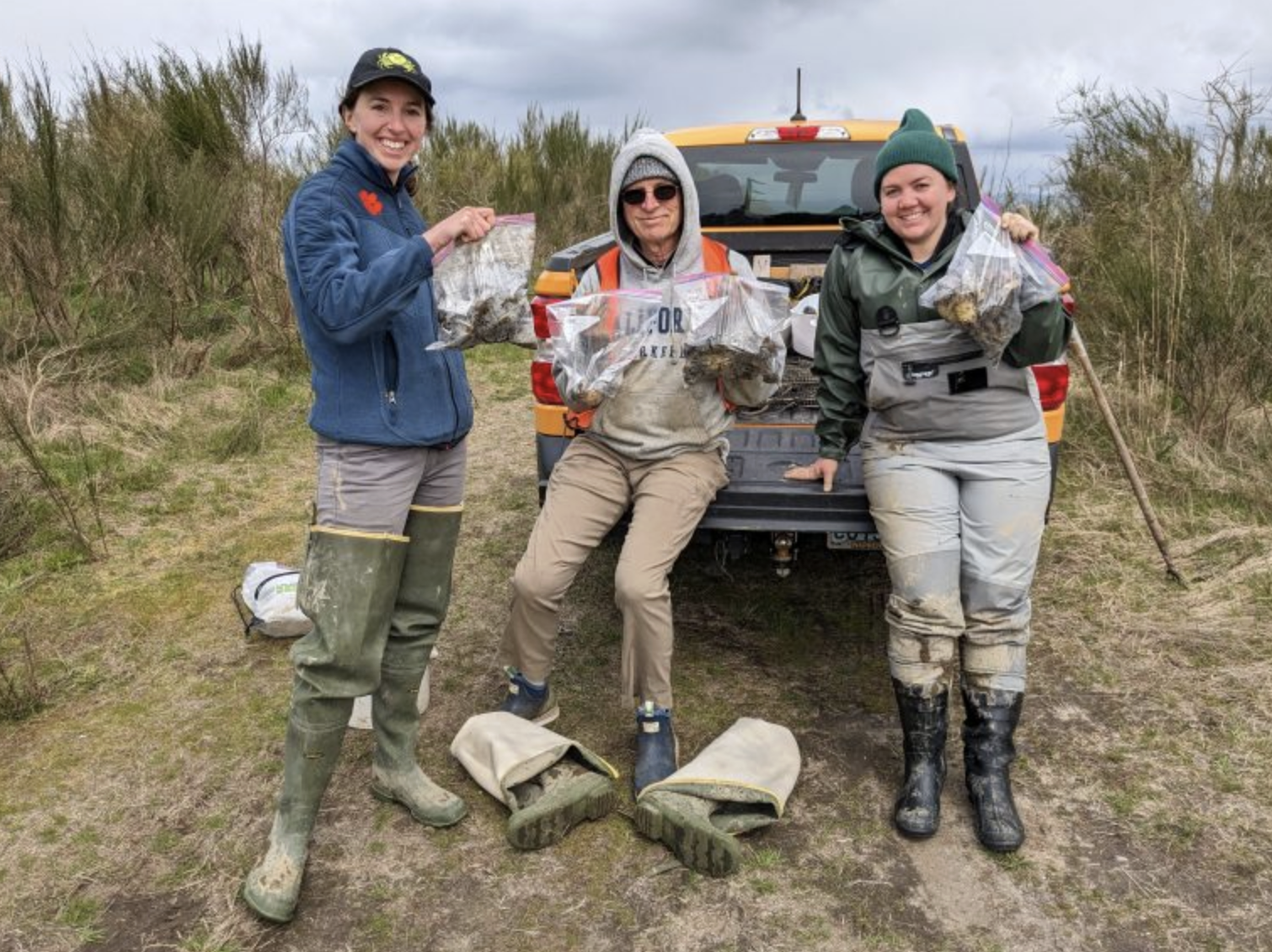 2023GreenCrabStatus_GreenCrabCapture A group of three people in field gear stands at the back of a pick up truck. All three hold bags of European green crabs captured during monitoring.