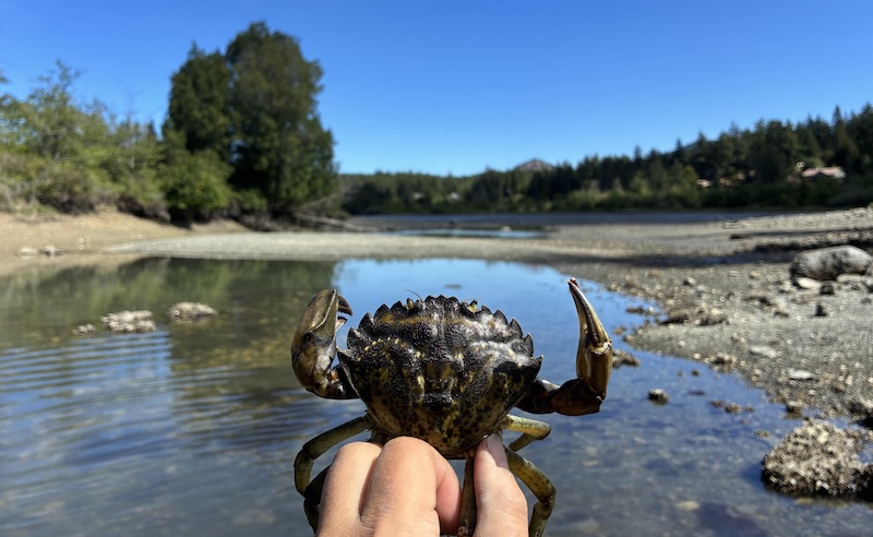 A person's hand is holding a large live European green crab in the foreground. The backgrouns shows where the crab was captured which is a shallow lagoon with a gravel beach on one side and trees in the background.