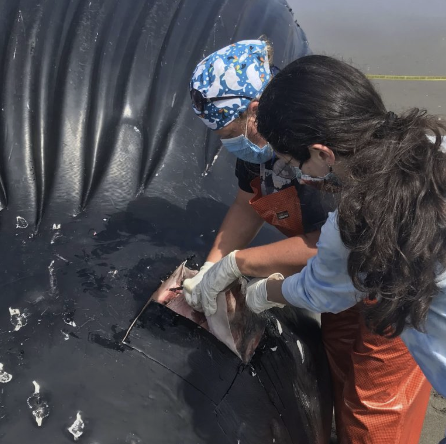ElyseKelsey_BlubberSample Elyse assisting in taking a blubber sample from a deceased humpback whale during a necropsy in Ocean Shores<br />