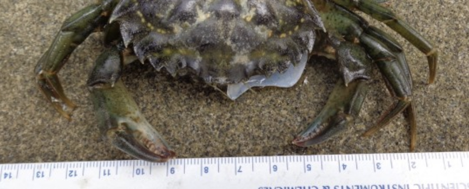 Close up of the head of a green crab being measured with a ruler