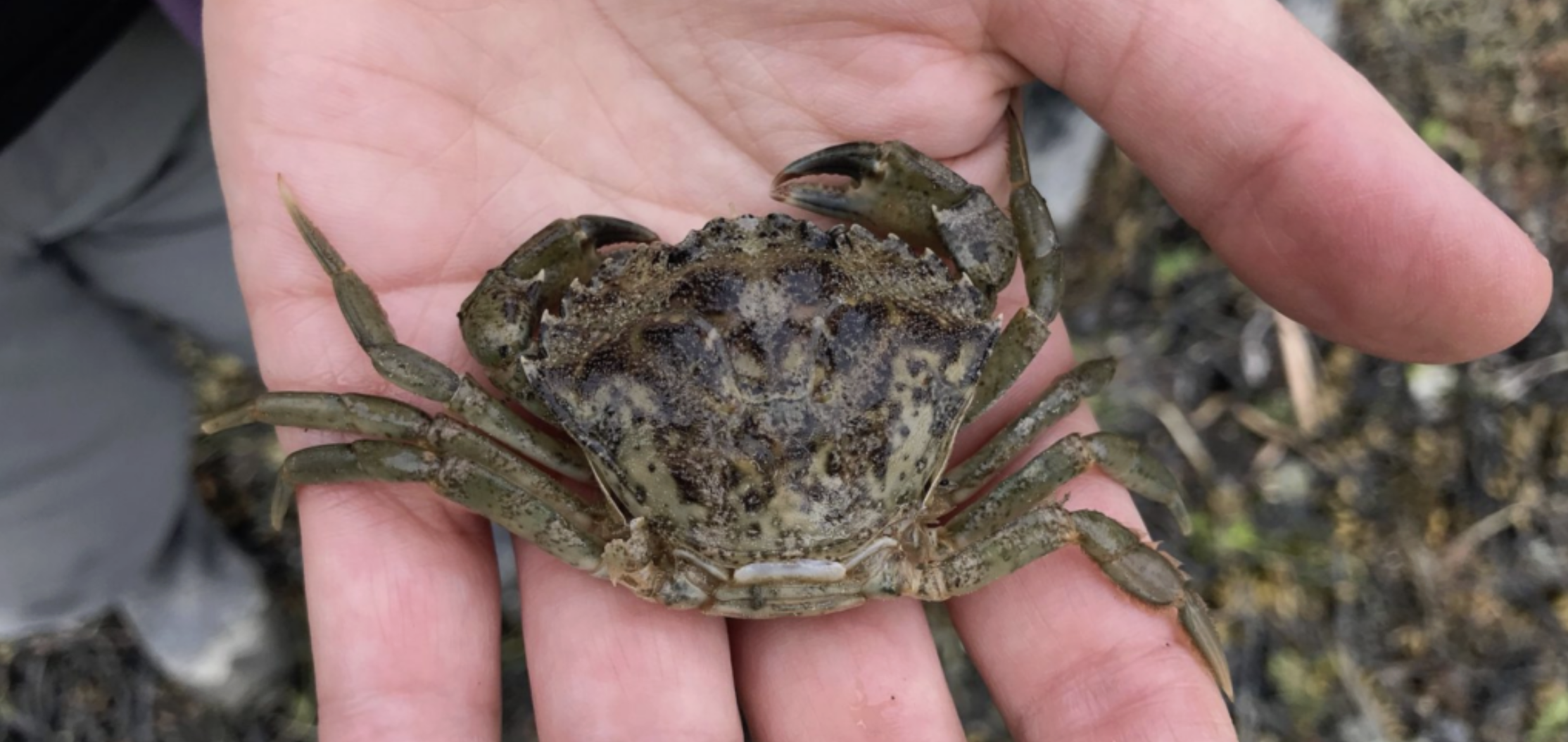 A fresh looking European green crab molt found at a Crab Team monitoring site.</p>
<p>