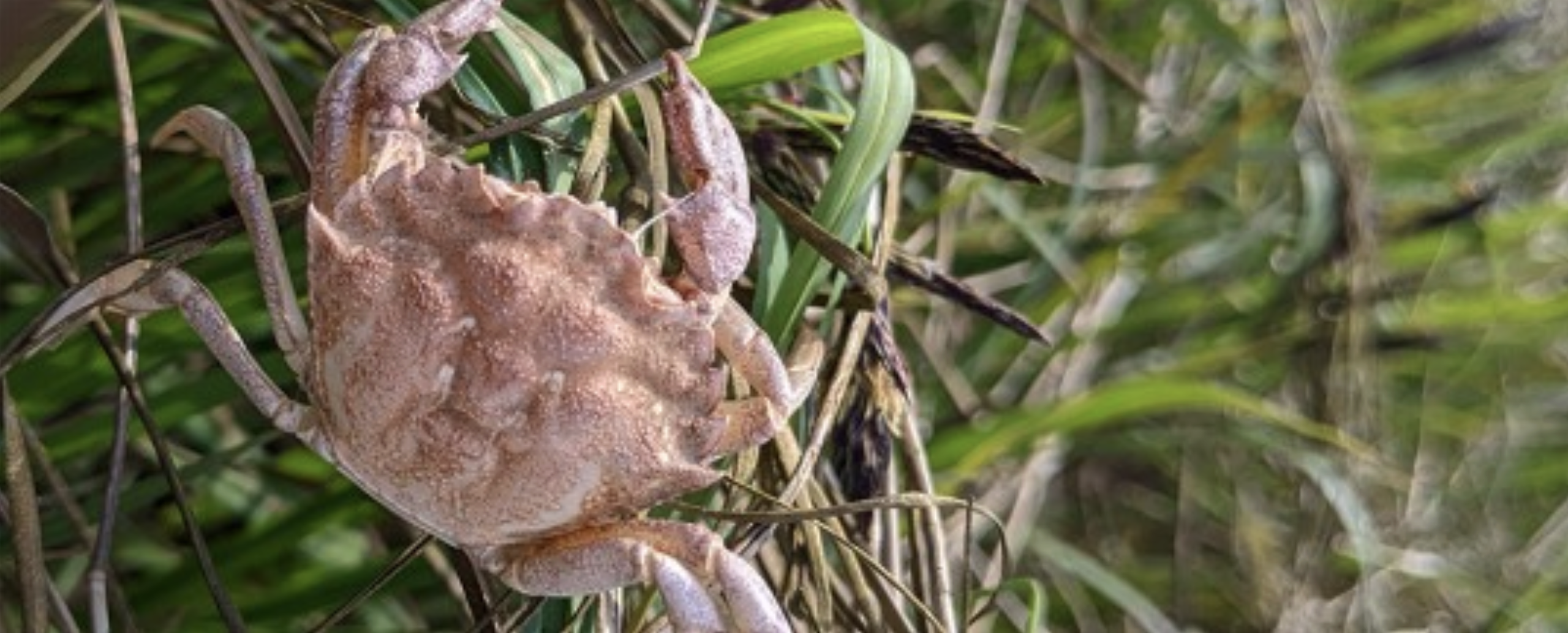 A European green crab molt discovered by Crab Team Coastal Specialist Alex Stote.