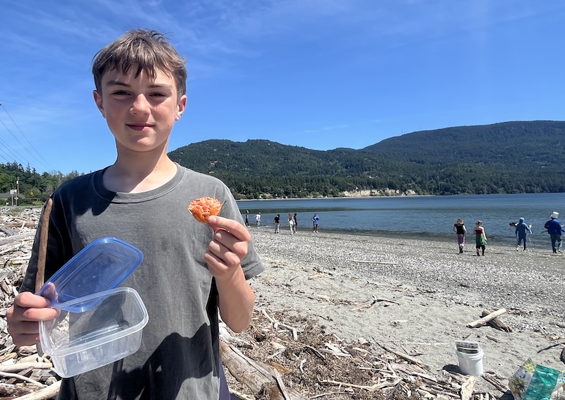 A young boy stands on a beach on a sunny day. In one hand he holds a small tupperware container, in the other he holds a European green crab molt. In the background, several other children search the beach for crab molts.