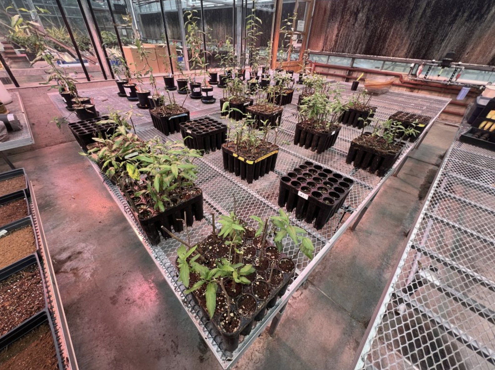 An array of poplar trees planted in gridded containers