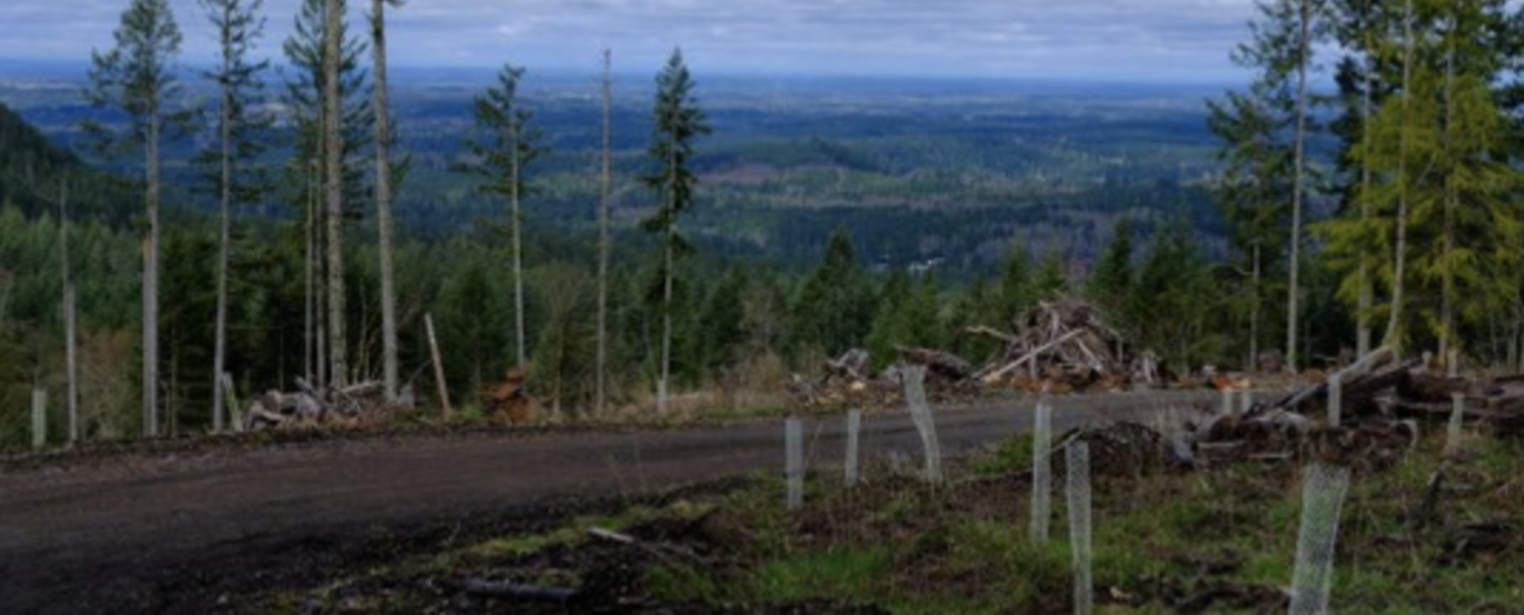 Landscape photo of in-planting chestnut trees at Pack forest