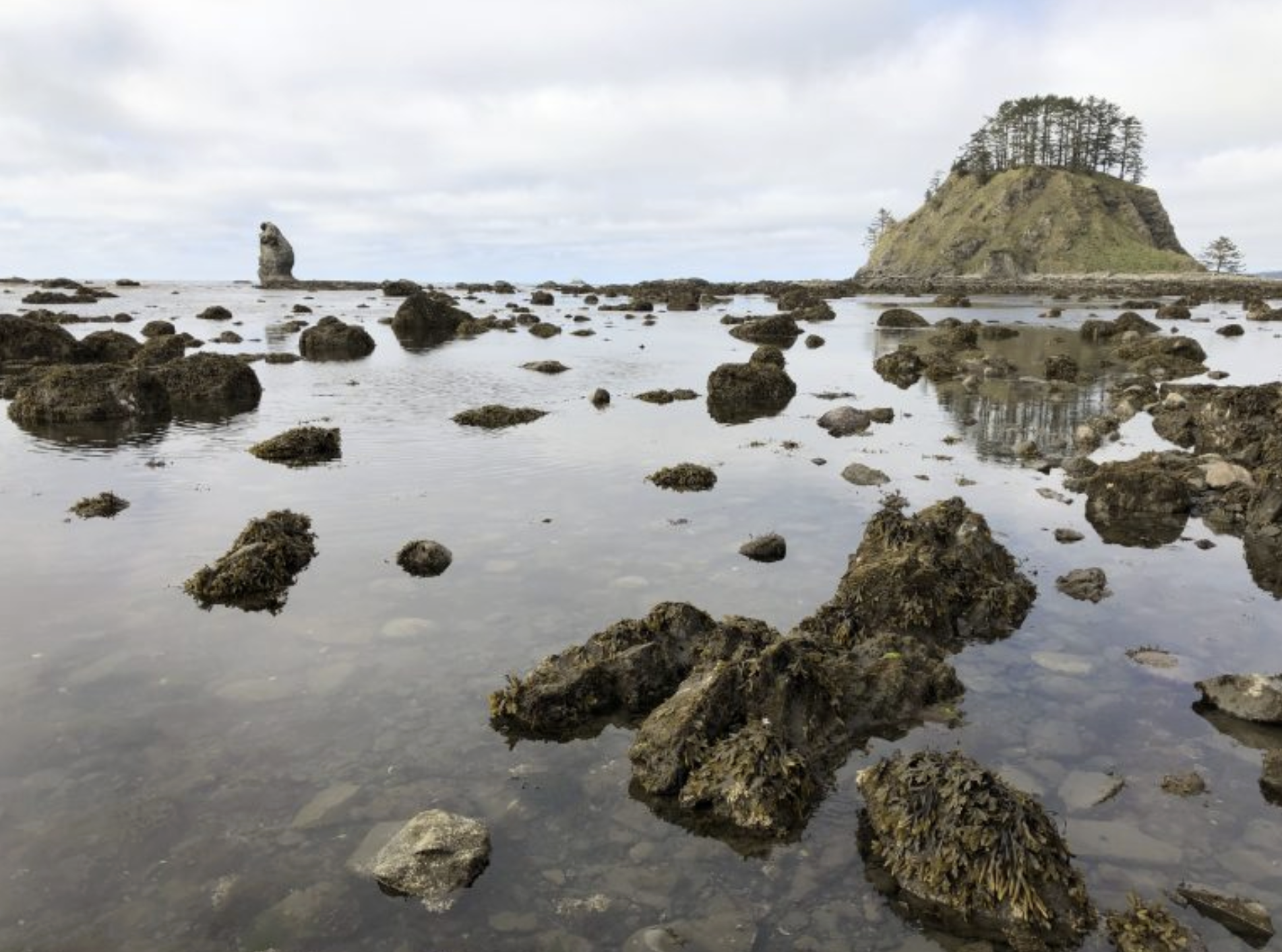 The rocky bench intertidal habitat at Ozette in Olympic National Park. The tide flats are broad, but rocky and wave-swept.</p>
<p>