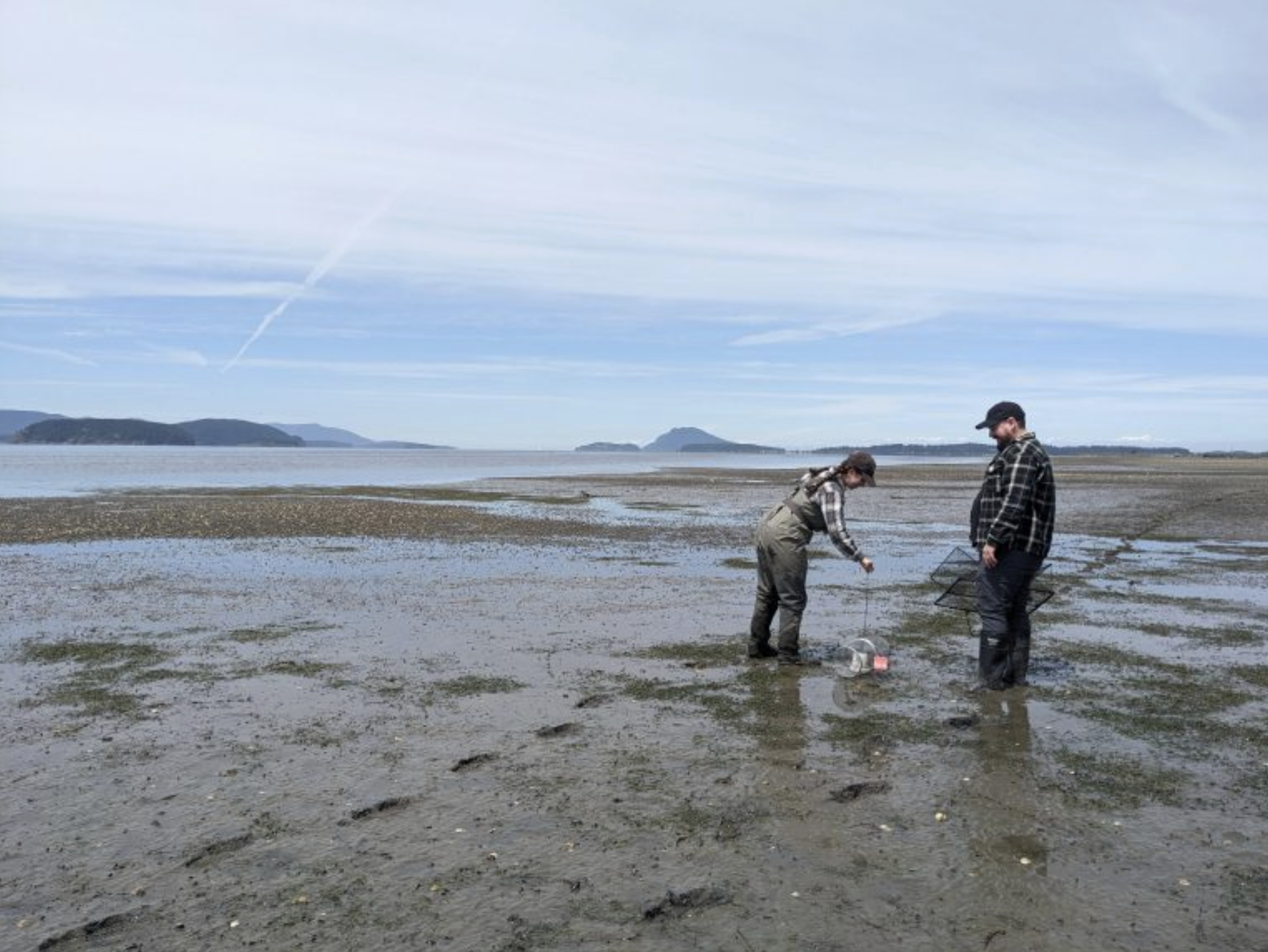 NERR biologist Angelica Lucchetto sets a minnow trap with Crab Team student assistant Zach Bengtsson at Padilla Bay, one of several sites in Whatcom and Skagit to see large increases in catch at the end of the 2024 season. Photo: WSG/Lisa Watkins