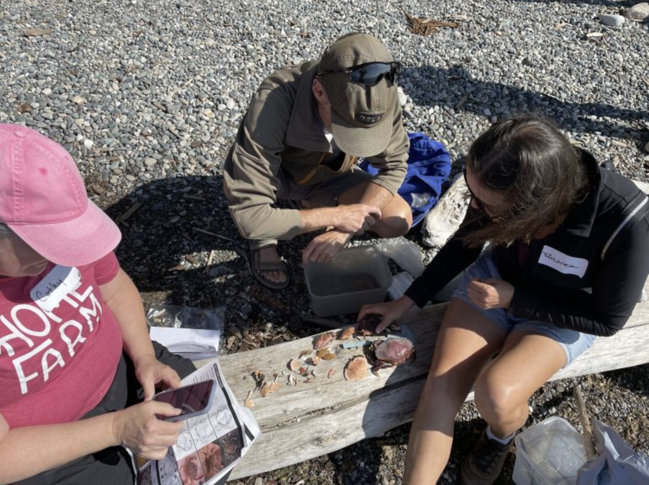WhatcomVolunteers Whatcom county volunteers identifying crab molts laid out on a log<br />